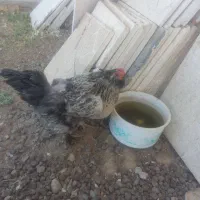 مرغ خروس مرندی اصیل