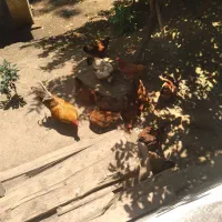 فروش مرغ و خروس