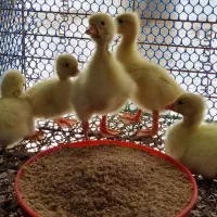 قوغاز لیندا اکراینی