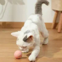 توپ گربه هوشمند