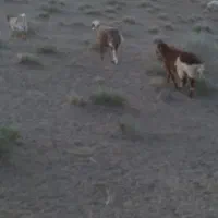 بره نر