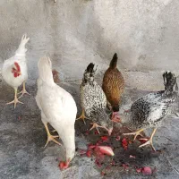 جوجه  دهدشت
