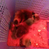 دو تا جوجه غاز و یک جوجه  اردک اسرائیلی