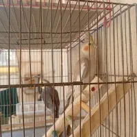 یک جفت عروس هلندی