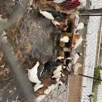 چند عدد کبوتر فروشی رنگی