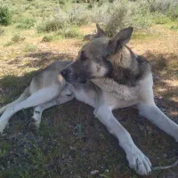 سگ جوان