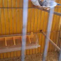 فنچ|پرنده|اصفهان, دارک|دیوار
