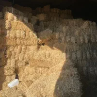 سرکلش گندم انباری درجه یک