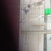 گم کرده
