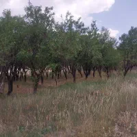 باغ روستای بالقلو