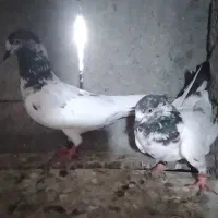 تیدی کلسیره پرش سنگین