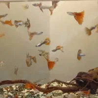 گوپی  مولد گرید بالا