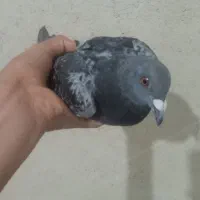 کفتر مگس