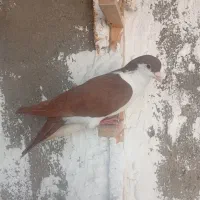 پرند