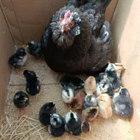 مرغ و جوجه محلی