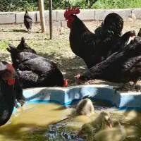 استرالوپ بلک