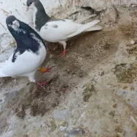 جفت یال سرکه ای