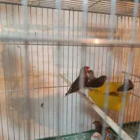 فنچ نر چندتا هستن