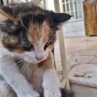 واگذار کردن گربه