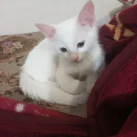 گربه