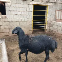 فروش یک راس بره قوچ ۱۳ ماهه قره قزل