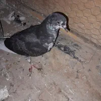 کبوتر