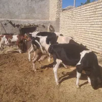 گاو و گوساله