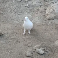 کبوتر