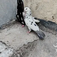 دوتا نر تکی یدونه ماده