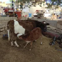 گاو و گوساله ماده