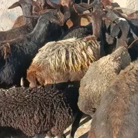 میش