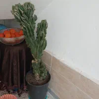 صخره ای بزرگ