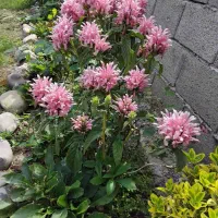 گل های طبیعی