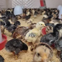 جوجه مرغ خروس محلی بومی اصلی