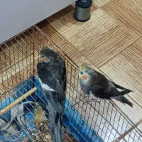 سلام یک جفت عروس هلندی برای فروش