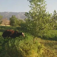 قوچ میش بره