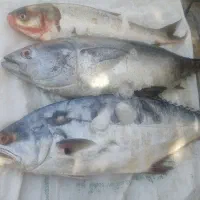 ماهی تازه
