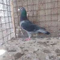 نرپلاکی