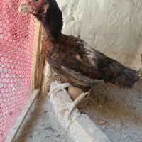 سه عدد مرغ و 2 تا جوجه 5 ماهه لاری
