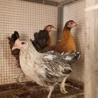 نیمچه لری گلین و نیمچه خروس آبگوشتی