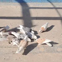 کبوتر