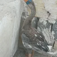 جوجه قو غاز