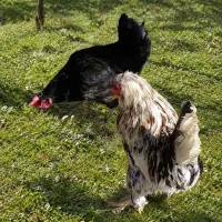 یک جفت مرغ و خروس زینتی سالم و درشت، مرغ تخم‌گذار