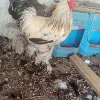 مرغ وخروس برهما