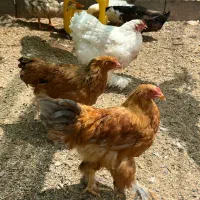 مرغ و خروس برهما اصیل