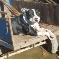 سگ پیتبول|سگ|مینودشت, |دیوار