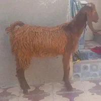 کهره های نر داشتی