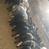 بره درجه یک