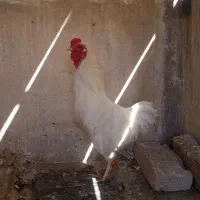مرغ و خروس کوشامو مینیاتوری