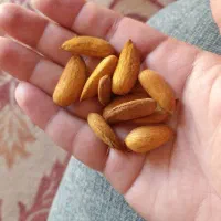 بادام کاغذی شمشیری پوست نازک